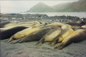 Southern Elephant Seals on Macquarie Island