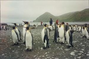 King Penquins