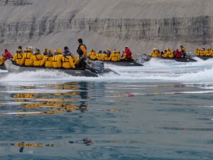 Beluga chase