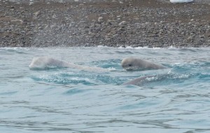 Belugas 2