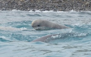 Belugas 7