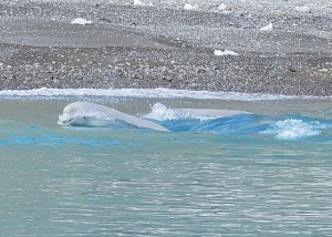 Belugas 8