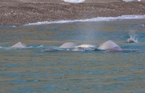 Belugas 9