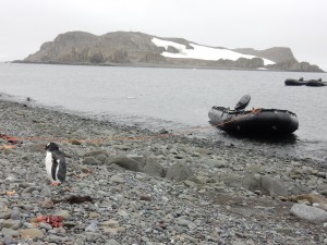 Gentoo penguin