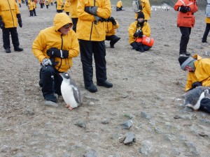 Inquisitive Gentoo chick