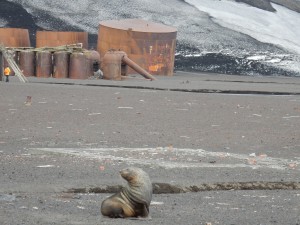 A lone Leperd seal