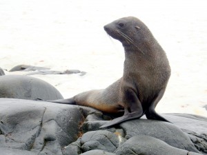 Leopard Seal