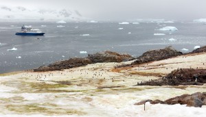 On the Antarctic Peninsular