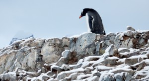 On lookout