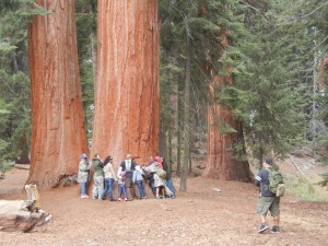 How big is that tree?