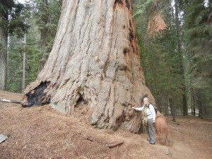 Giant Sequoia