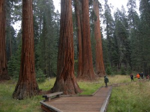Lodgepole Pine