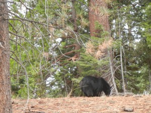 Black Bear
