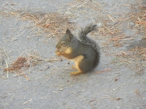 Squirrel