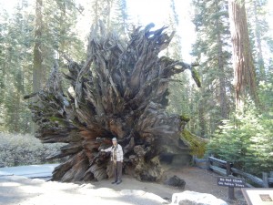Look at the size of that stump