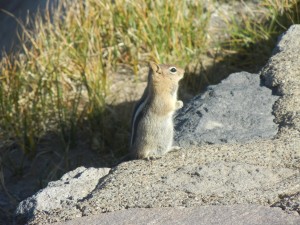 Chipmunk