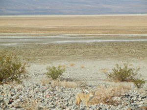 The valley floor.