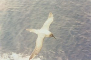 Sooty-nose Albatross