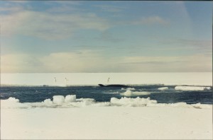 A Whale in our wake and some Emperors in the background.