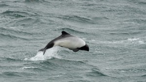 Diving Dolphins