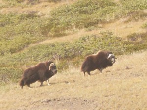 Musk Oxen 2