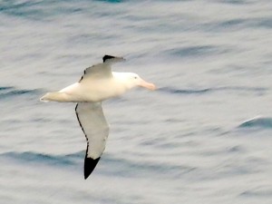 RSCN0925