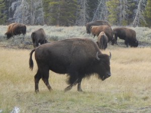Buffalo